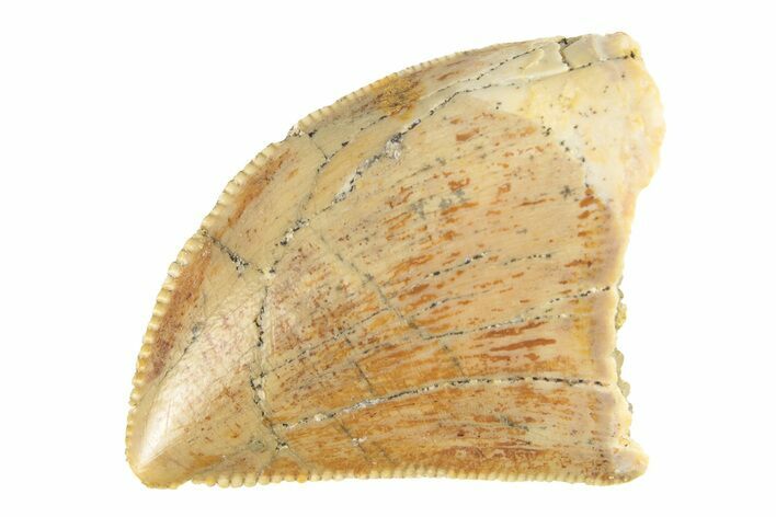 Serrated, Baby Carcharodontosaurus Tooth - Morocco #276004